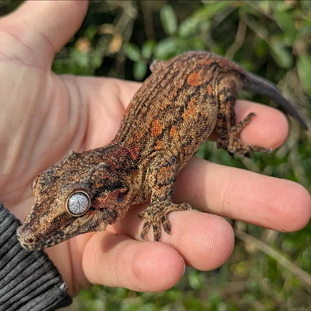 Orange Aberrant Gargoyle Gecko Female 45 grams #102