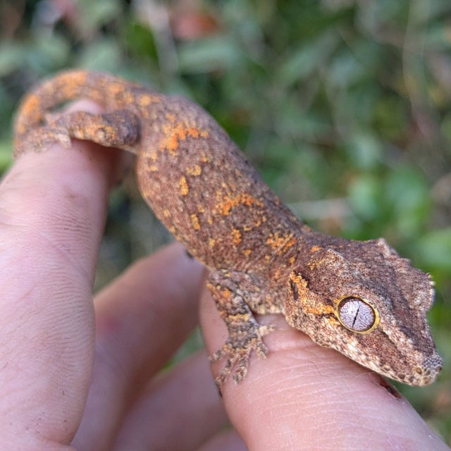 Orange Blotch Reticulated Gargoyle Gecko 8 grams #677