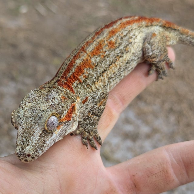 Red 4 Striped Gargoyle Gecko Female 44 grams #124