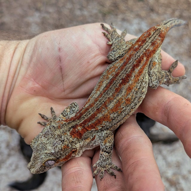 Red 4 Striped Gargoyle Gecko Female 44 grams #124