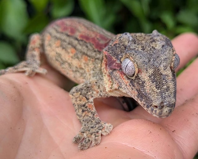 Red Stripe Gargoyle Gecko Male 42 grams CK2