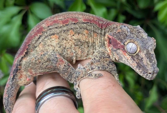 Red Stripe Gargoyle Gecko Male 42 grams CK2
