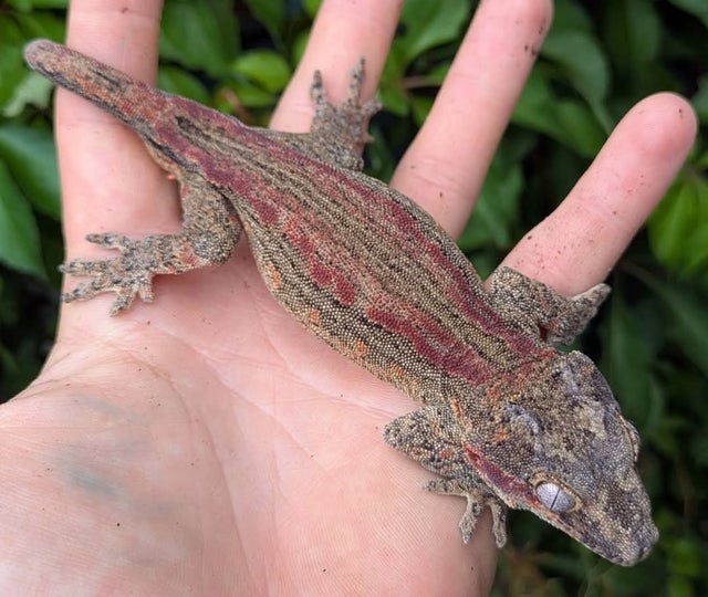Red Stripe Gargoyle Gecko Male 42 grams CK2