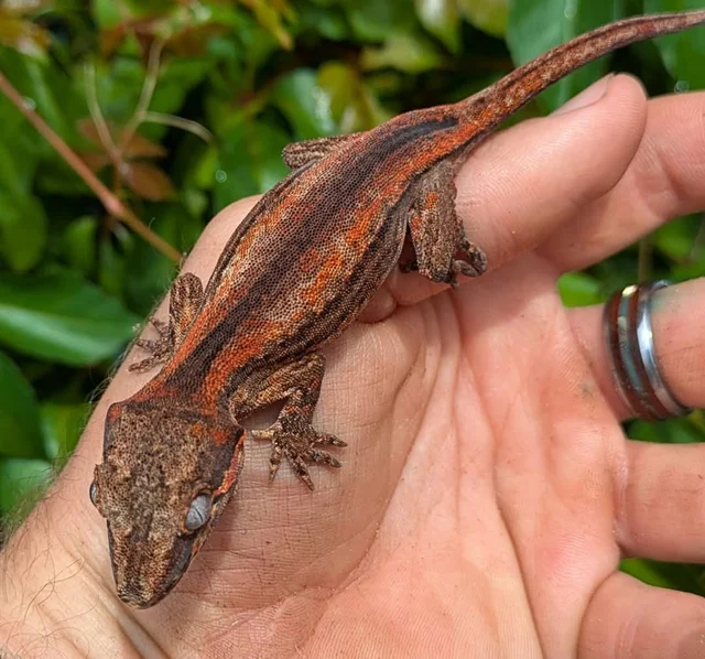 Orange Stripe Gargoyle Gecko 12 grams #105