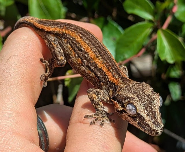 Orange Stripe Gargoyle Gecko 7 grams #15