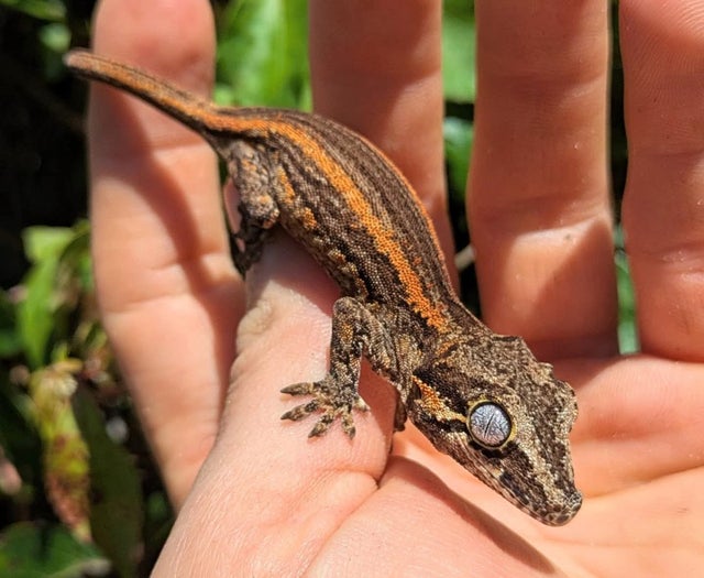 Orange Stripe Gargoyle Gecko 7 grams #15