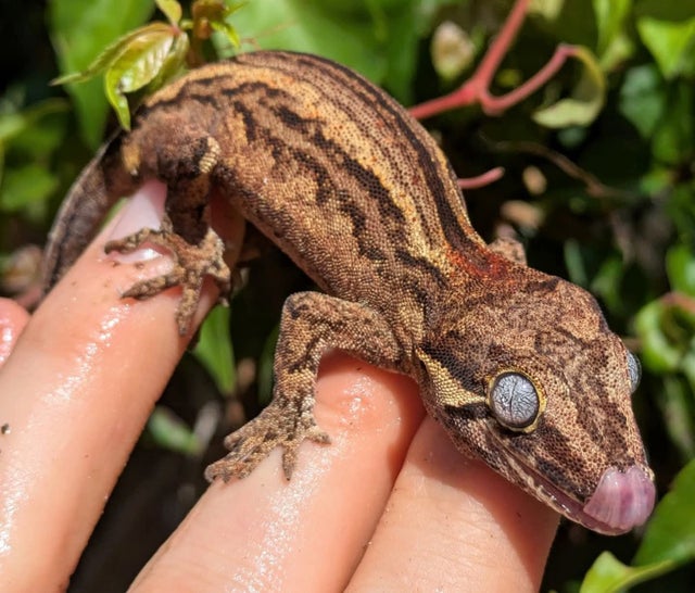 Striped Gargoyle Gecko 12 grams #338