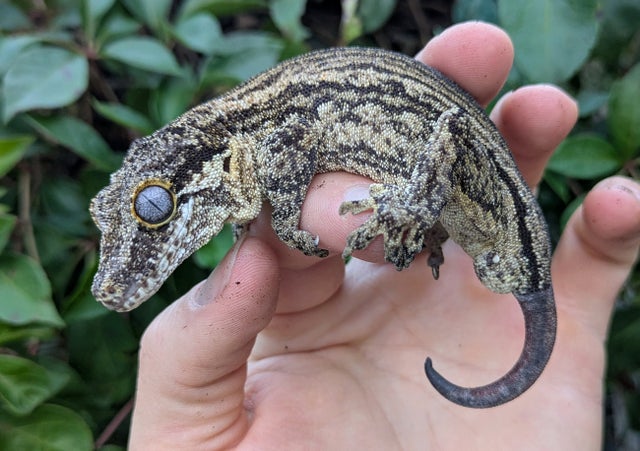 Gray Striped Gargoyle Gecko Male 39 grams #503