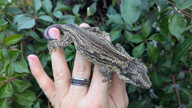 Gray Striped Gargoyle Gecko Male 39 grams #503