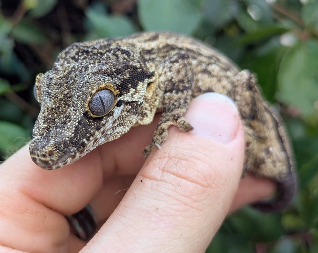 Gray Striped Gargoyle Gecko Male 39 grams #503