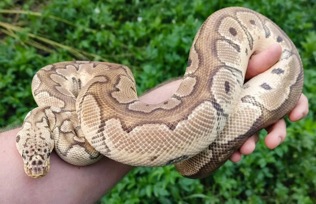 A Pastel Clown Male Ball Python 1379g