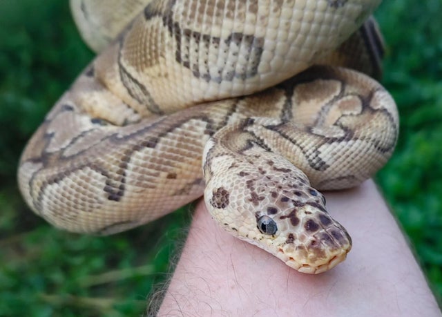 A Pastel Clown Male Ball Python 1379g