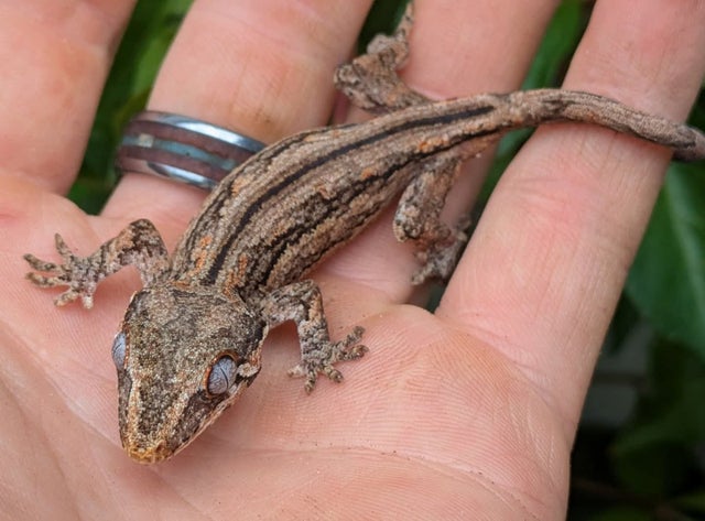 Striped Gargoyle Gecko 5 grams #390