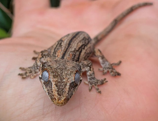 Striped Gargoyle Gecko 5 grams #390