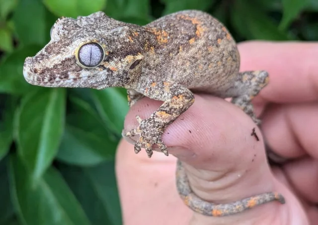 Orange Blotch Reticulated Gargoyle Gecko 9 grams #741