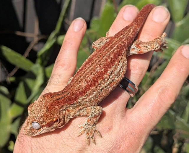 A Red Stripe Gargoyle Gecko Female 38 grams #683