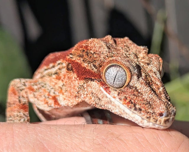 A Red Stripe Gargoyle Gecko Female 38 grams #683