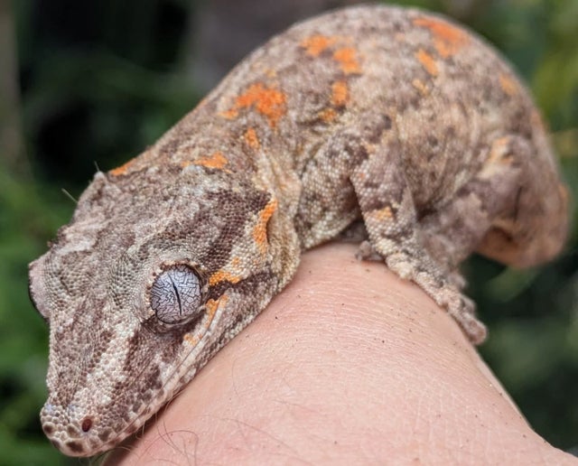 Orange Blotch Reticulated Gargoyle Gecko Female 24 grams CK737