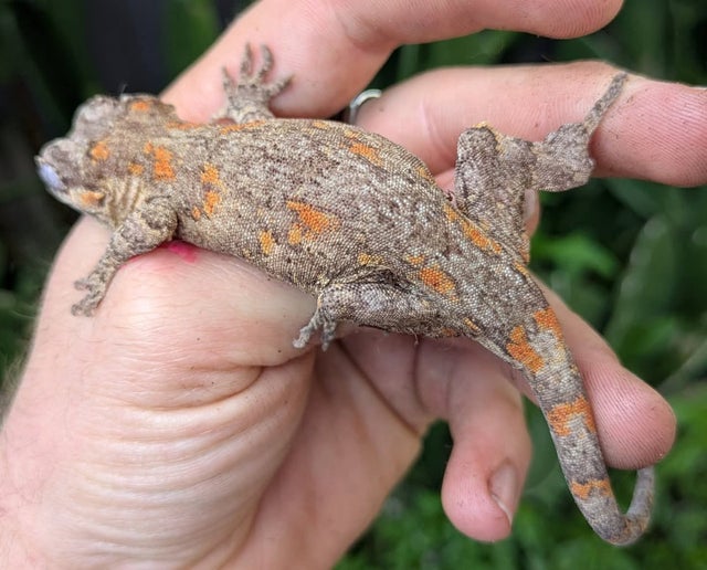 Orange Blotch Reticulated Gargoyle Gecko Female 24 grams CK737