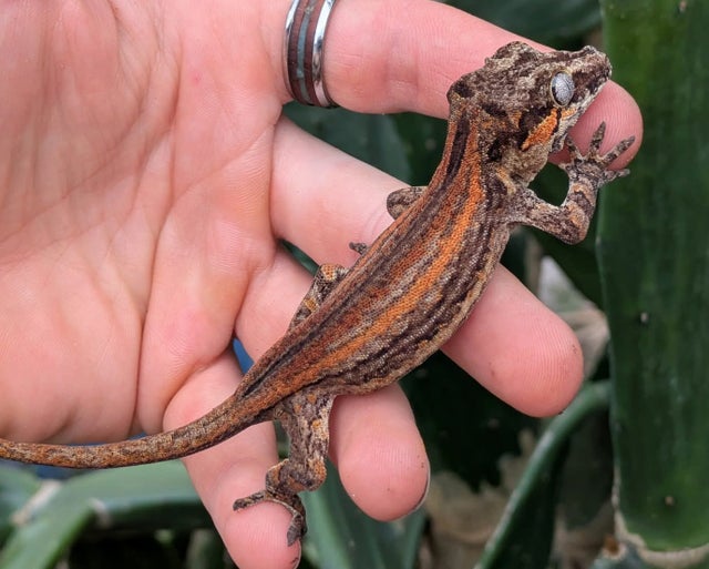 Orange and Red Striped Gargoyle Gecko 15 grams N680