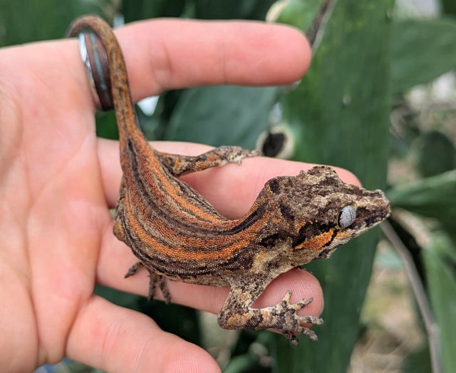 Orange and Red Striped Gargoyle Gecko 15 grams N680