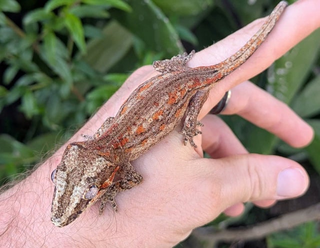 Orange blotched Striped Aberrant Gargoyle Gecko 12 grams N82
