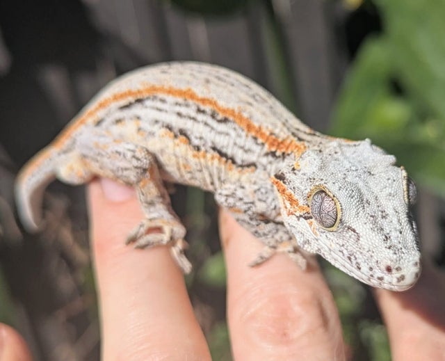 Orange Striped Gargoyle Gecko 18g Male N111