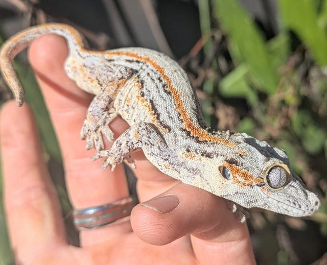 Orange Striped Gargoyle Gecko 18g Male N111