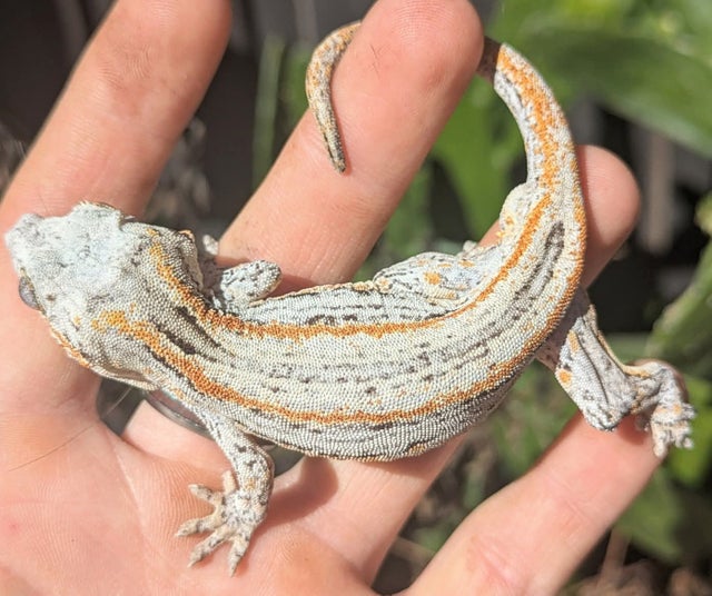 Orange Striped Gargoyle Gecko 18g Male N111