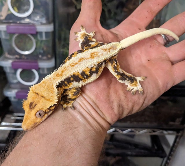 Adult Female Lily White Crested Gecko 38grams