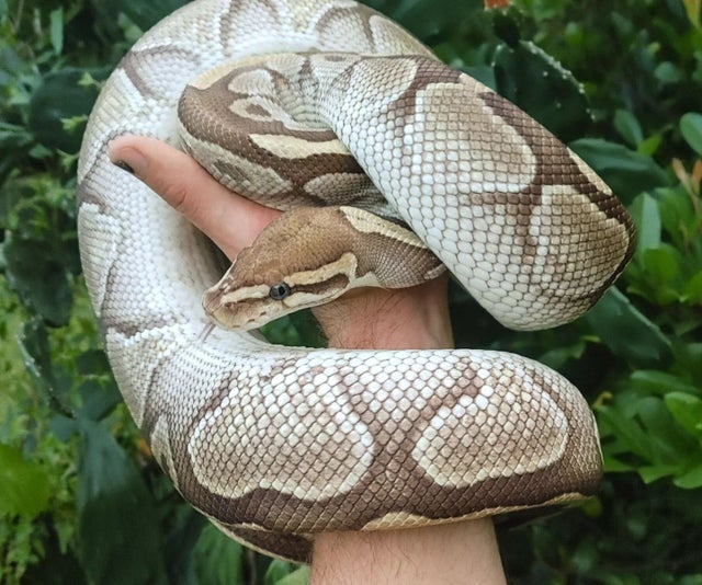 Butter Female Ball Python 2693g