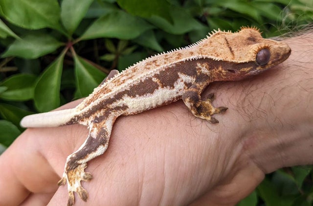 Red Base Lilly White Crested Gecko 12g Unsexed