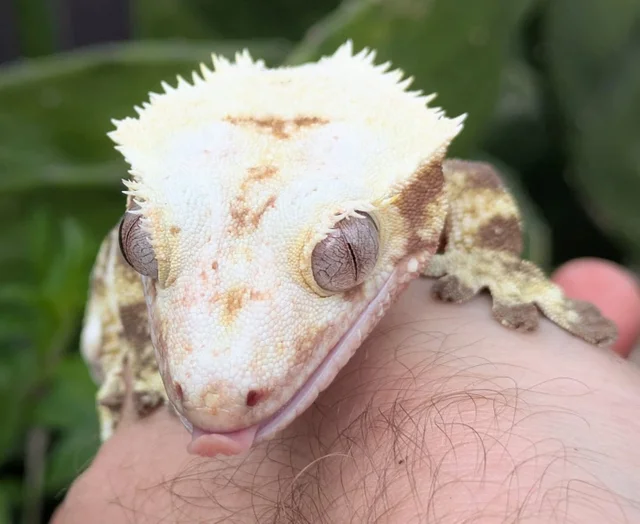 Red Pinstripe Harlequin Lily White Crested Gecko Male 59g CK0