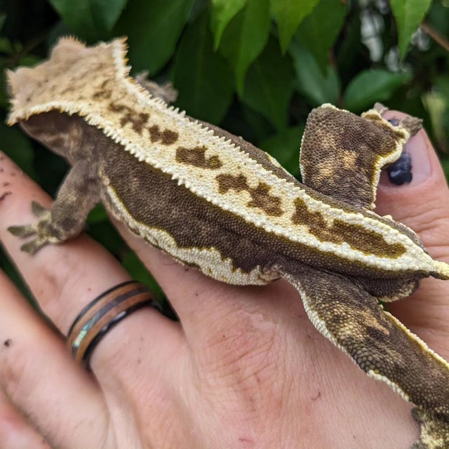 High Contrast Pinstripe Harlequin Crested Gecko 43g Male