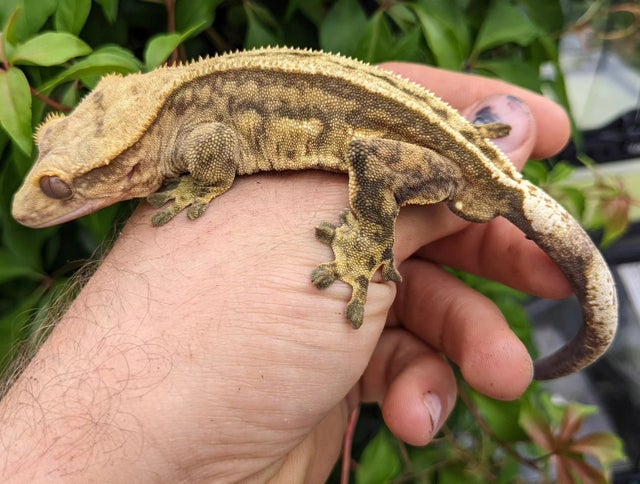 Tan Harlequin Pinstripe Crested Gecko 37g Male