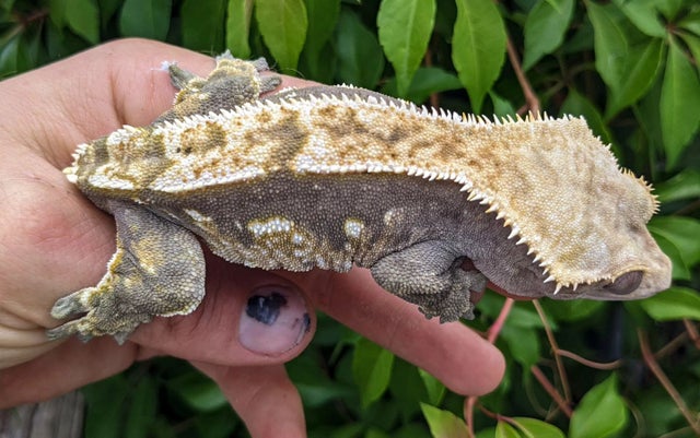 Partial Pinstripe Harlequin Crested Gecko 53g Male