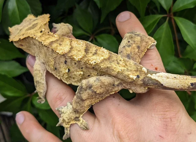 Tiger Dalmatian Crested Gecko 49g Male