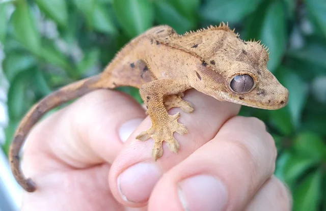 Tiger Dalmatian Crested Gecko Hatchling 9 grams