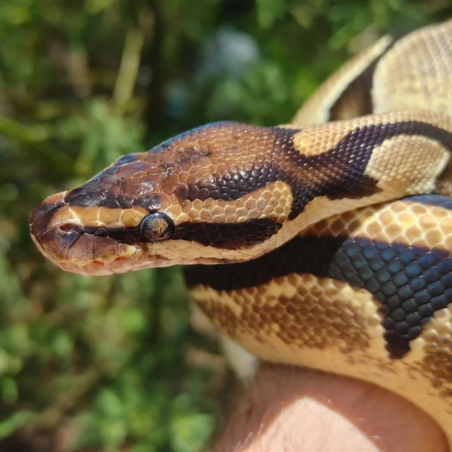 Orange Dream Female Ball Python 1112g