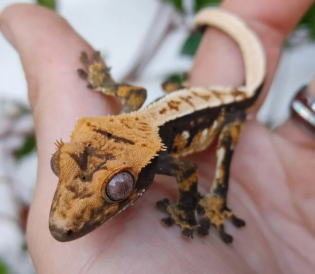 Dark Base Harlequin Dalmatian Crested gecko 10 grams Number 44