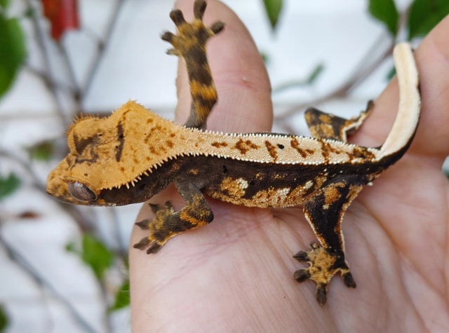 Dark Base Harlequin Dalmatian Crested gecko 10 grams Number 44