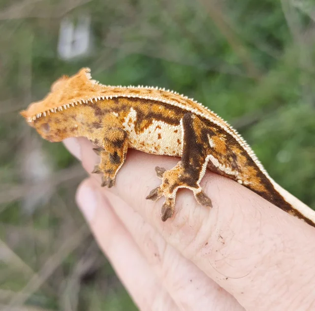 A Extreme Tricolor Harlequin Pinstripe Crested Gecko 9g #67 group 18