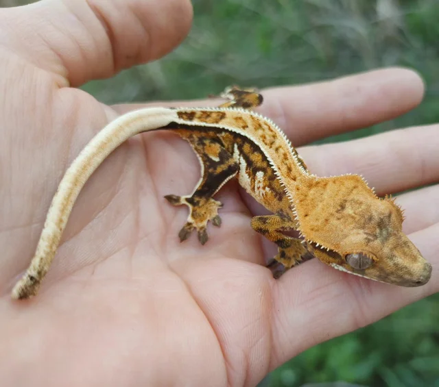 A Extreme Tricolor Harlequin Pinstripe Crested Gecko 9g #67 group 18