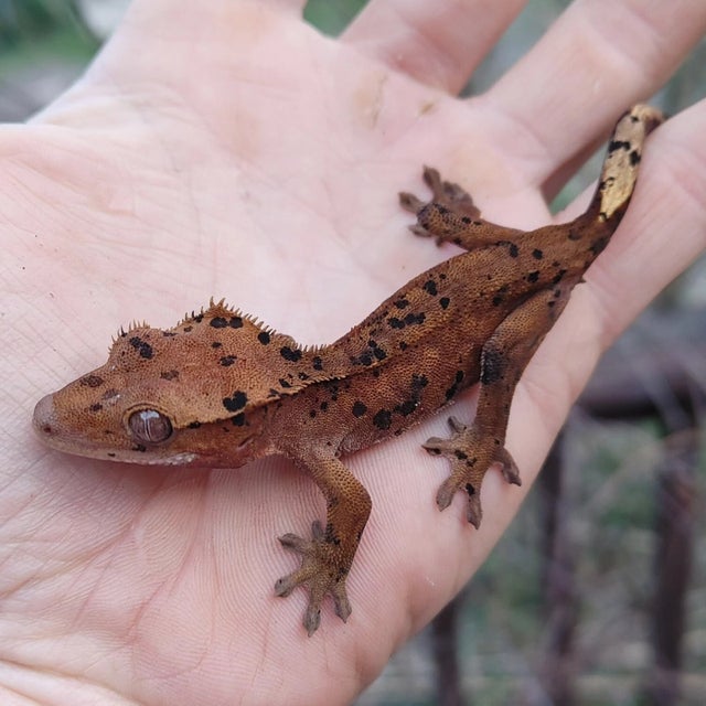 Red Super Dalmatian Crested Gecko 9g Group 15