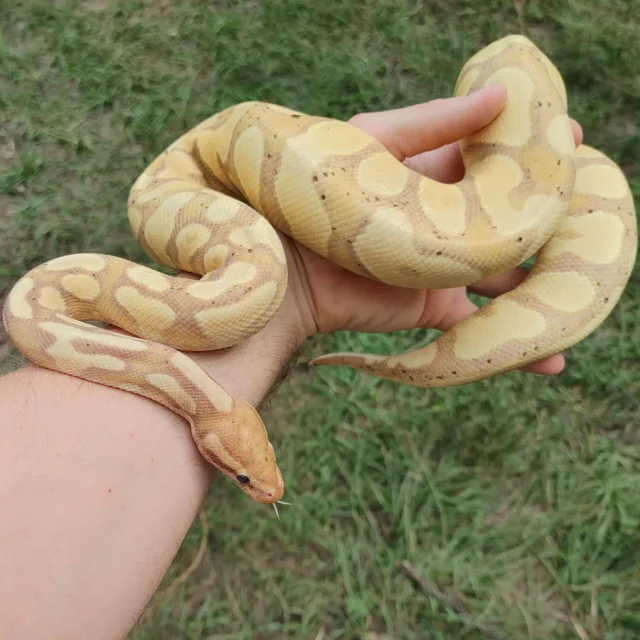 Banana Yellowbelly Female 1425g
