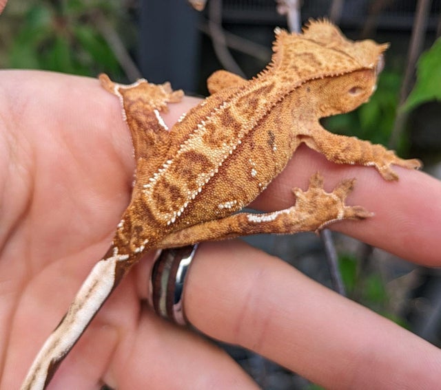 Orange Harlequin Crested Gecko 11g #378