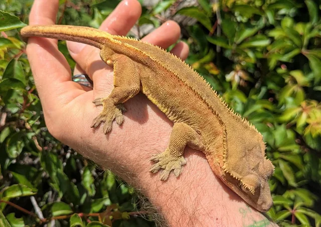 Yellow/Red Phantom Pinstripe Crested Gecko Male 36 grams #7