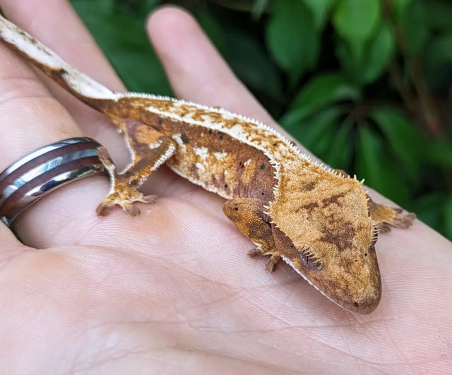 Red Pinstripe Dalmatian Crested Gecko 9 grams #437