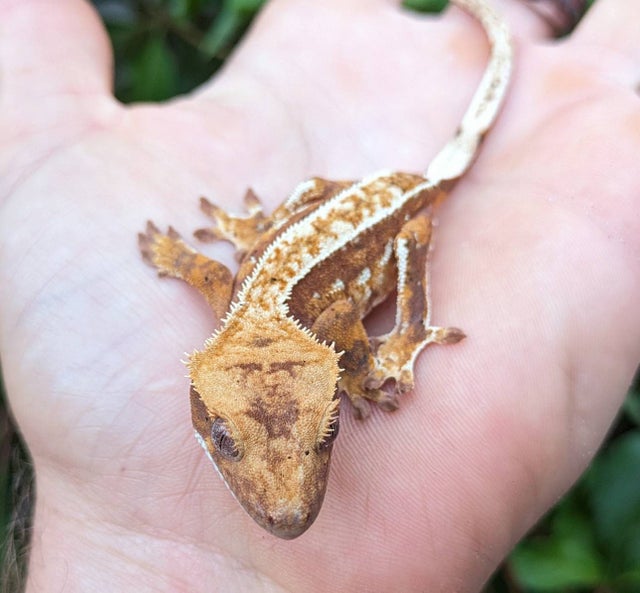 Red Pinstripe Dalmatian Crested Gecko 9 grams #437