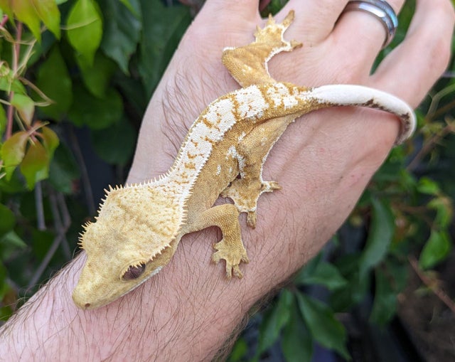 Orange Cream Crested Gecko Female 21 grams #35